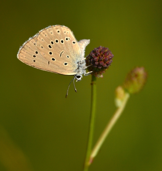 Maculinea teleius